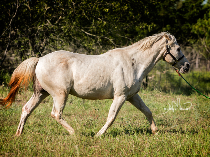 Photo Credit: Monica Adams Photography