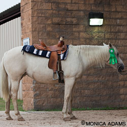 Beauty at the 2009 Bluebonnet Horse Expo.