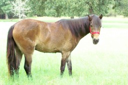 Dove after rehabilitation.