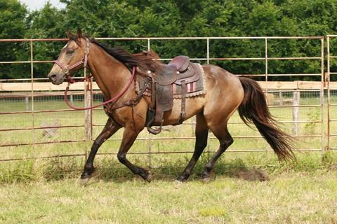 Dusty after rehabilitation.