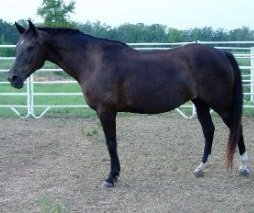 Ebony after rehabilitation.