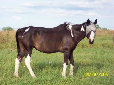 Oreo when part way through rehabilitation.