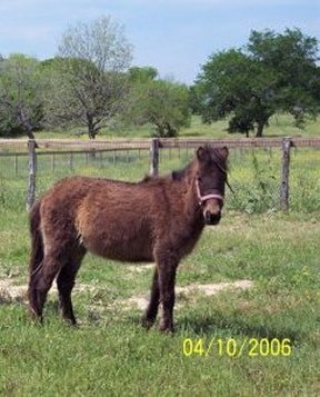 Peanut at his foster home.