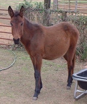 Pecos after rehabilitation.