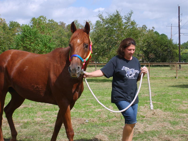 Red Sonja with her adopter - she's Cindy's first horse!