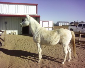 Roy at his adoptive home.