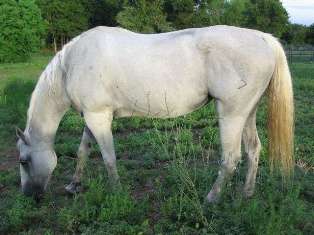 Shasta looking healthy and fit.