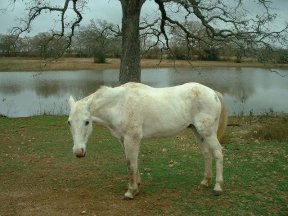 Silver after rehabilitation.