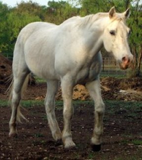 Silver after rehabilitation.