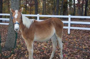 Sprite after she was rehabilitated and her legs healed.