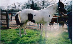 Storm in his adoptive home - after rehabilitation.