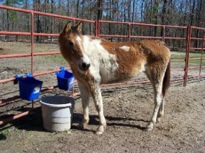 Sweet Pea when she arrived.