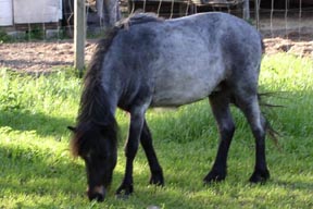 Tempest in his adoptive home.