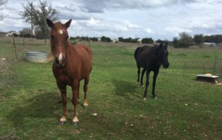 Rescue Horse Strikes Gold