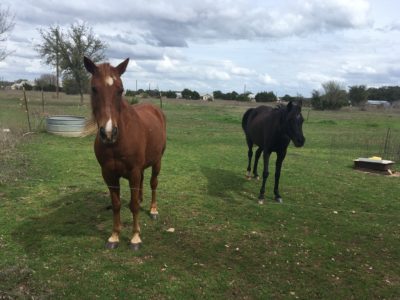 Rescue Horse Strikes Gold