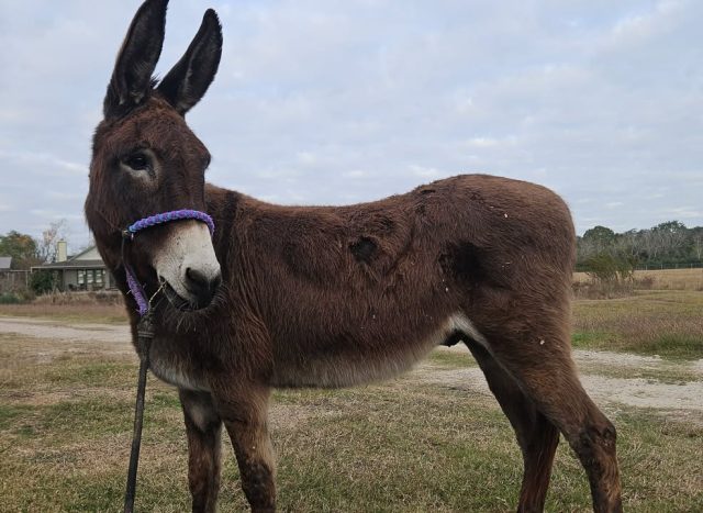 Calling Texas Donkey Lovers!  

Did you know you could be part of the Bluebonnet Rescue Horse Training Challenge?  We have a donkey in the rescue now plus a few who would like to come to the rescue and all of them are great candidates for the Training Challenge!  You can compete in hand with a donkey (I don't htink we have any big enough to ride right now) or train one to drive (if that's your thing).  Being part of the Challenge gives them the skills to find adopters and lets you be part of a great event (and earn prizes).

More info at https://www.bluebonnetequine.org/challenge/