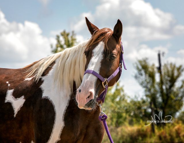 It feels weird to say that we have space in the rescue... but we do, for the right horse(s).

We're working on assignments for the Professional Division of the Bluebonnet Rescue Horse Training Challenge today and tomorrow, and we find ourselves in the awesome position of having more applications than we have horses (and we'll keep taking applications because we've never had a problem finding horses in the past). 

So, if you are a rescue with an abundane of horses, or a Texas horse owner who needs to place a horse, this post is for you.

We're looking for sound horses between the ages of 4 and 15 who are halter broke but not broke to ride.  They'll need to have a current, negative Coggins test and if they're coming from outside of Texas, they'll also need current vaccinations and a health certificate.  If they're coming from outside of Texas, you'll have to arrange transport. We'll pick up horses transferred to us in Texas.

If we take a horse in for the Challenge, you'll be transferring that horse to us - meaning the horse becomes our horse, we'll pick where he/she goes for the Challenge, we'll monitor things, we'll screen the adopters, we'll screen the foster homes if the horse isn't adopted at the Challenge, and the adoption fee will go to us. The horse will become part of Bluebonnet, and we take our commitment seriously.

In past years, we've taken in horses from several animal shelters and other rescues as transfers, and they've gotten the training they need to find adopters. 

If you have questions or think you might want to transfer something to us, please email jenn@bluebonnetequine.org and we can chat.  We love having partnerships with other agencies - you never know when we might all need to work together on a neglect case, disaster relief, or something else.