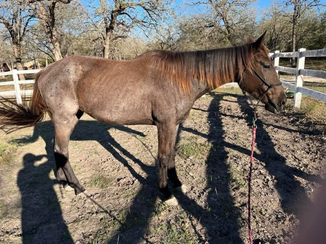 I love the Bluebonnet Rescue Horse Training Challenge. I love that the horses in the Challenge get the training that helps them find adopters. I love that we have all these amazing folks who devote themselves to helping these horses. Watching the training progress is amazing and my heart swells when the horses get adopters and go home with excited families.

We are constantly working to improve the Challenge, and this year we added the Elite Professional Division. This division is for professionals who have placed well in previous Challenges or who have donated their time as clinicians in previous Expos.  

Our Inaugural Elite Divisuion this year currently have five Challenge/horse pairs (and we will still accept applications for this division). I’m looking forward to getting to know more about these horses as the Challenge progresses!  We’ll be creating their Facebook pages before too long so you can also follow along.

Meet the 2026 Elite Professionals:
Maddison Amason with BEHS 1584 (Name pending). Maddison’s horse came to us Friday from a neglect case – so he’s brand new to the rescue!  He was gelded after arriving and is getting some time now to adjust to gelding life and gain weight.  Maddison trains horses at Twisted M Stables in Magnolia, Texas.  She’s placed: 2025 Challenge: 1st overall with Bowie, 2024 Challenge:  1st overall with Spruce, 2023 Challenge:  2nd overall with Bowie, 2022 Challenge:  2nd overall with JoJo.

Jeremiah Bowen with Aurora. Aurora is a five year old, Appaloosa (unregistered) mare who came to us in 2023 as a rescue transfer, was adopted, and then returned last week due to her adopter’s health. Jeremiah trains horses, alongside his wife Megan, at SpiritHorse Horsemanship School in Castroville, Texas.  He’s placed in the 2025 Challenge: 2nd Overall with Saffire, 2021 Challenge: 3rd overall with G. Rose, and had many individual class placings and wins over the past several years.  His children have also participated in the Challenge, and this year he’ll be participating alongside wife Megan and daughter Chloe.

Brittany Harley with BEHS 1579 (Name pending). Brittany’s horse recently came to us as part of a neglect case, so she got her a bit early so she could focus on weight gain. She’s a four year old, dark bay, grade mare.  Brittany trains horses in Manor, Texas.  She’s participated in a previous Challenge with Toby but had to withdraw due to an injury and her dad adopted Toby.  She’s placed in 2021 Spring Challenge: 2nd overall with Reta’s Bailey and had individual class placings with Ruby Red in 2024.

Haley Lancaster with BEHS 1565 (Name pending). Haley’s Challenge horse is a teenage, Paso gelding who came to us as a transfer from another rescue late last year. Haley trains horses at Emerald Equestrian in Boyd, Texas.  Last year was her first year in the Challenge and she placed 3rd overall with Nimbus. This year, she’s recruited some students to participate in the in hand division.

Cara Schroeder with Liesel.  Liesel is a ten year old, Holsteiner cross mare who recently came to us. Cara is a trainer with Fish Creek Ranch in Emory, Texas.  She’s placed 2024 Challenge: 2nd overall with Jerry Lee and 5th overall with Robbie (who she got late when another trainer had to withdraw), 2023 Challenge: 1st overall with Glinda, 2022 Challenge: 3rd overall with McCrae. Cara’s mom and kids also participate in the Challenge and are all signed up to get horses this year.

We'll be assigning horses for the Professional division over the next week or so and the Non Pro and in Hand Division starts in a few more weeks.  There's still time to get your applications in and be part of the 2026 Bluebonnet Rescue Horse Training Challenge Crew!