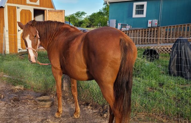 We started the Training Challenge in 2009.  At the time, I didn't know of anyone doing anything like that - other than the mustang challenges and they weren't the same.

Some people love it, some hate it.  But the It has become such an important part of who we are and how we get horses adopted.  And so many horses have found their forever homes because of it.  

I really believe that youc an always improve - even if all you are making is small tweaks some year. Maybe that's because I'm overachiever or driven (which drives people a bit mad sometimes). For me, though, the better we make the experience for the horses, the particiapnts, and the adopters, the more horses we help. And that's why we're here: to help horses. So each year, we tweak or update something - this year we added the Elite Pro Division and removed a couple things we require from the participants and tried to relax other things to make it easier.

Right now, we've assigned horses to everyone who has signed up for the Pro and Elite Pro divisions. And we're working on assignments for the Non-pro under saddle and the in hand divisions right now. We have an awesome mix of Challenge veterans as well as newbies.  

We put a lot of thought into these assignments.  In the beginning, we let people pick their Challenge horses. The problem was that most people picked the same 2-3 horses and so some folks were disappointed. And horses who became available later got overlooked.  So we had to change that, especially as we grew.

Some folks want us to pull names out of a hat/randomly assign horses to Challenge partners.  And that would definitely be easier:  "You get #12, have fun!"

Instead, we put a ton of thought into the assignments:  we look at what the participants put on their application and we ask additional questions when we need to to gauge ability and experience. We look at what we know about the horses, any limitations they have that we know about.  We also look at location - while sometimes we cannot avoid making someone take a long drive to pick up their horses, we try to avoid that.

We ultimately want the very best matches possible so that people and horses have great experiences.  And sometimes we are so good making matches that the person falls in love and adopts. This happens a lot.

And other times, our matches are a miss. Sometimes that's because we didn't know enough about the horse (maybe he goes lame after being in consistent work, maybe he has an undisclosed medical need or behavioral problem).  Sometimes it is because the participant wasn't completely honest about their abilities (Most of us, myself included, tend to think we're better than we are!). And sometimes it just isn't a good match, personality-wise.

But we try our best and we truly have the best interest of the horses at heart.