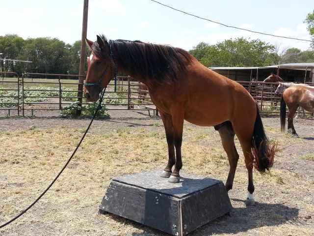 One of the great things about the Training Challenge (and there are many!) is that it allows us to take in more horses who need help. And we're in that position now. 

We're going to keep on taking Training Challenge applications until June 1st, and we're going to assign every horse in the rescue to a Challenge spot and still take in more horses who need training to be adoptable.

This means if you are a rescue in Texas with an abundance of horses, or a Texas horse owner who can't keep their horse, this is for you:

We can take in horses between the ages of 4 and 20 who are sound and at least halter broke. We can't take in horses who bite, kick, strike, or rear.  They'll need to have a current, negative Coggins test and if they're coming from outside of Texas, they'll also need current vaccinations and a health certificate.  If they're coming from outside of Texas, you'll have to arrange transport. We'll pick up horses transferred to us in Texas.

If we take a horse in for the Challenge, you'll be transferring that horse to us - meaning the horse becomes our horse, we'll pick where he/she goes for the Challenge, we'll monitor things, we'll screen the adopters, we'll screen the foster homes if the horse isn't adopted at the Challenge, and the adoption fee will go to us. The horse will become part of Bluebonnet, and we take our commitment seriously.

In past years, we've taken in horses from several animal shelters and other rescues as transfers, and they've gotten the training they need to find adopters. 

If you have questions, you can send us a message. If you have a horse you would like us to consider, please fill out our intake request (more info in the comments).

We love having partnerships with other agencies - you never know when we might all need to work together on a neglect case, disaster relief, or something else.